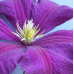 Clematis Purple Star Botanically Correct Petal Cutters By Robert Haynes